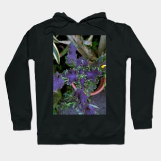 Philippine ornamental plant Hoodie